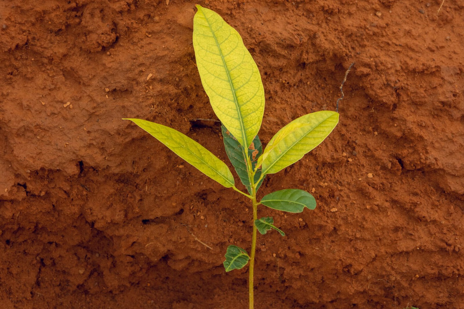 Rehabilitation of Shelterbelt in Ginzo-15