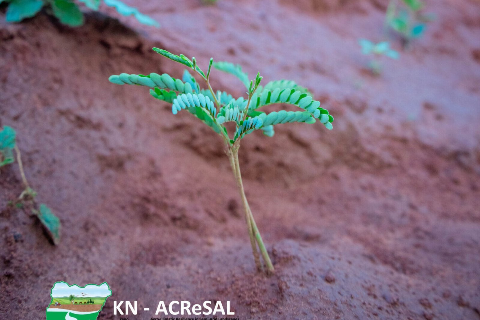 Rehabilitation of Shelterbelt in Ginzo-16