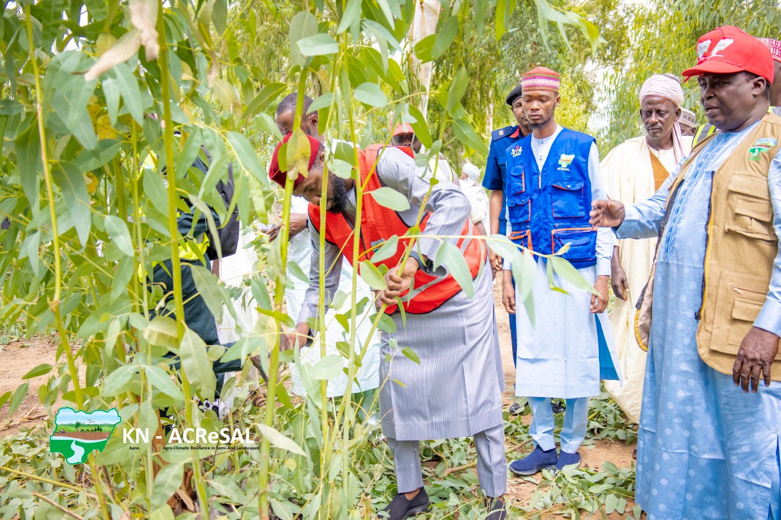 Rehabilitation of Shelterbelt in Ginzo-3