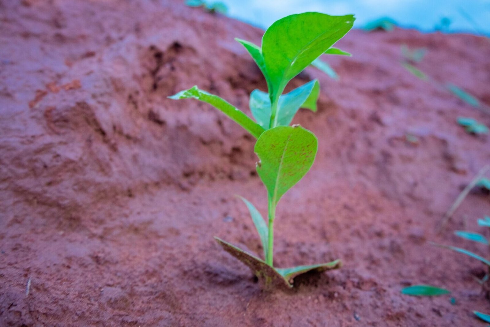 Seedling Prodution, Distribution and Nursery Rehabilitations in Kafin Ciri-10